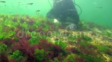 海洋中的光合作用，潜水员接触藻类合成的氧气泡。 水下岩石中的绿藻和红藻